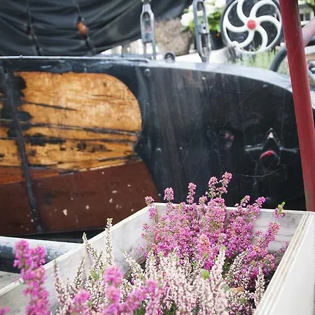 Boat Rosa Short * Amsterdam